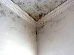 Best Mold Removal for HVAC Installations  in Mango, FL