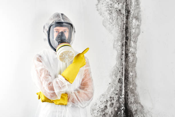 Best Environmental Consulting for Mold Prevention  in Mango, FL