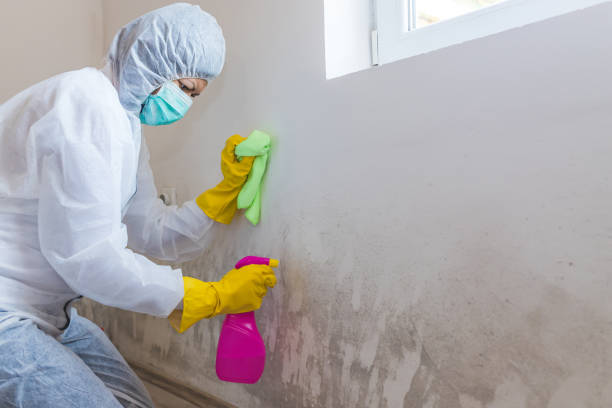 Best Black Mold Removal  in Mango, FL